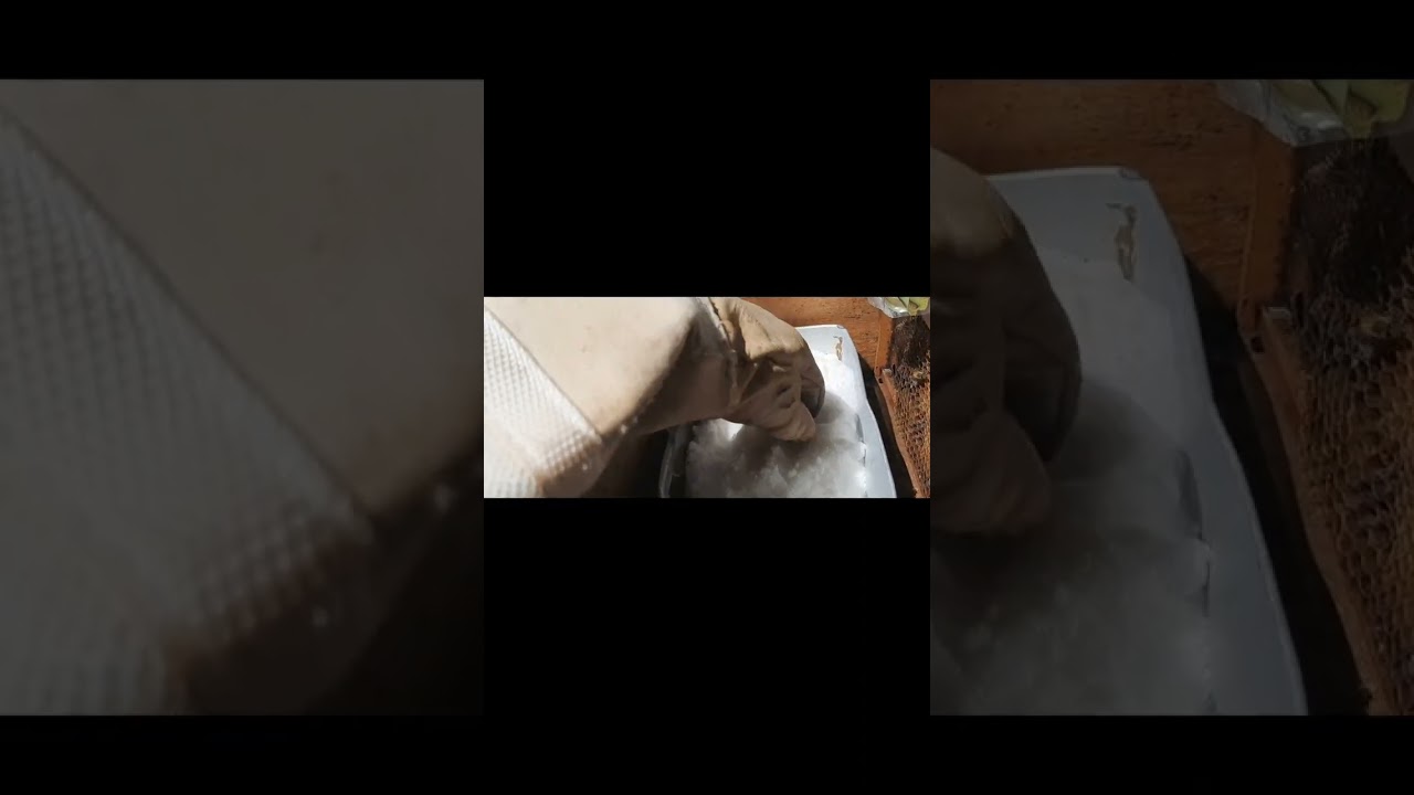 Feeding honey bees with dry sugar.