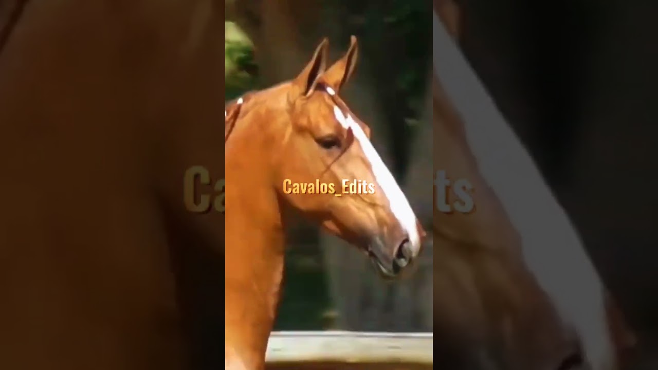 Edit Campolina para quem pediu, espero q tenha gostado ❤️ #fyp #viral #cavalo #shorts #naoflopa