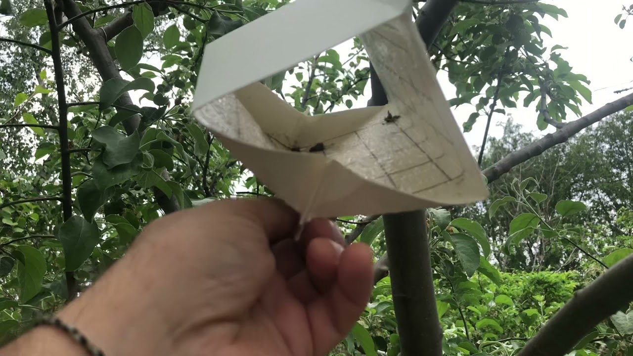 Test de pièges à phéromone du carpocapse (pour mes pommiers).