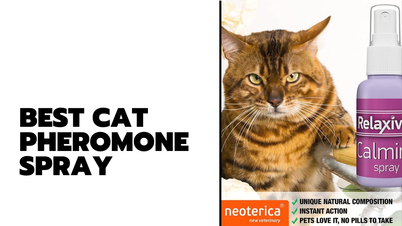 Best Cat Pheromone Spray