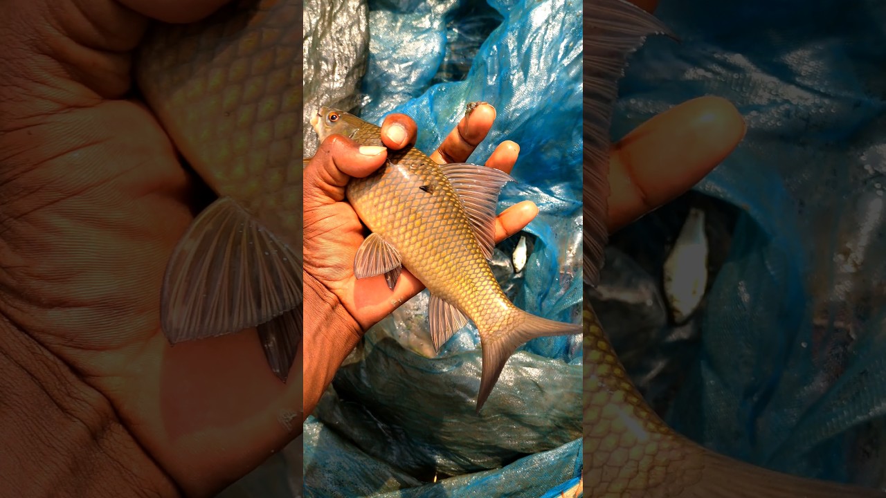 Village fishing in the pond #fishing