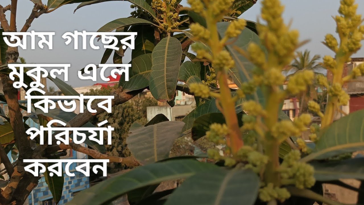 আম গাছের মুকুল এলে কিভাবে পরিচর্যা করলে একটা মুকুল ও ঝড়বে না | আম গাছের পরিচর্যা 
