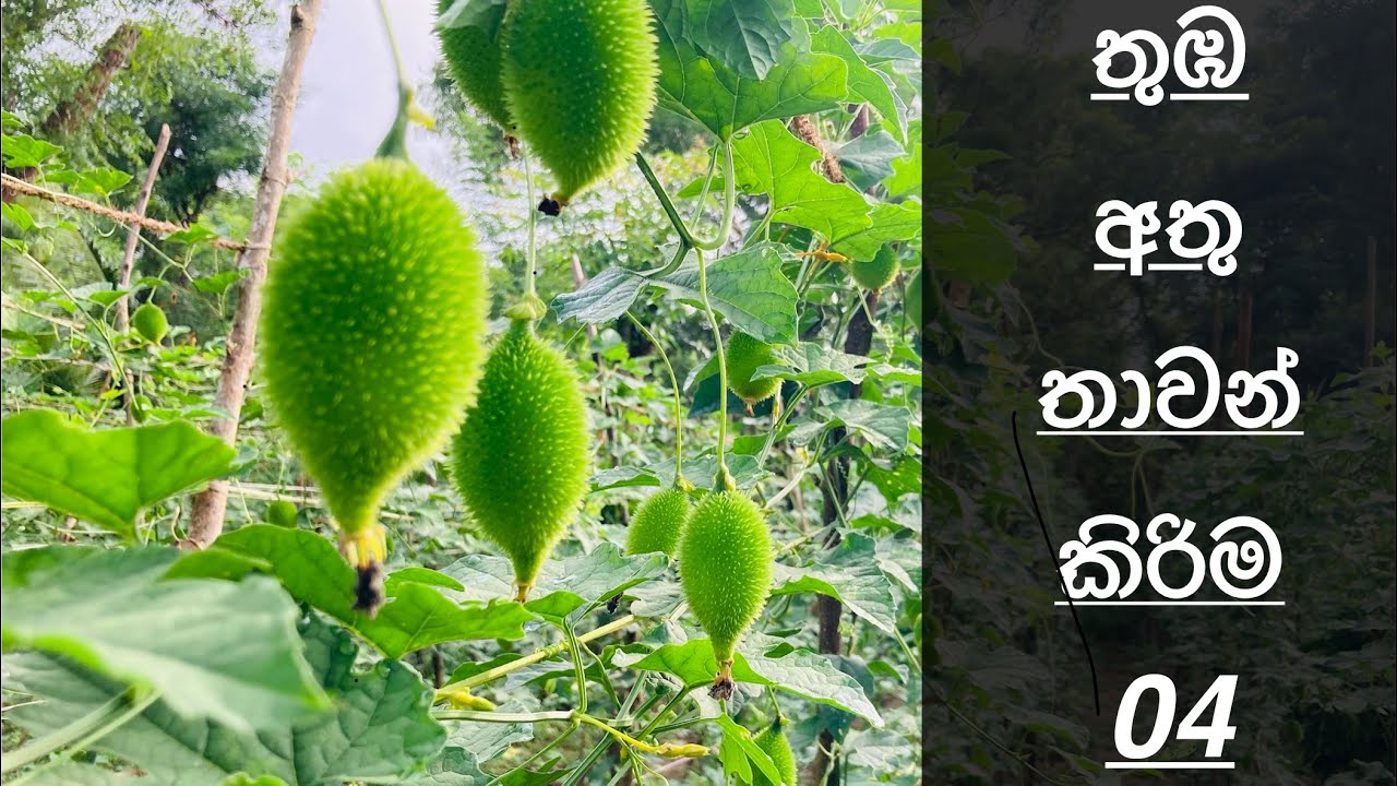 තුඹ අතු තවාන් කිරිම 04
