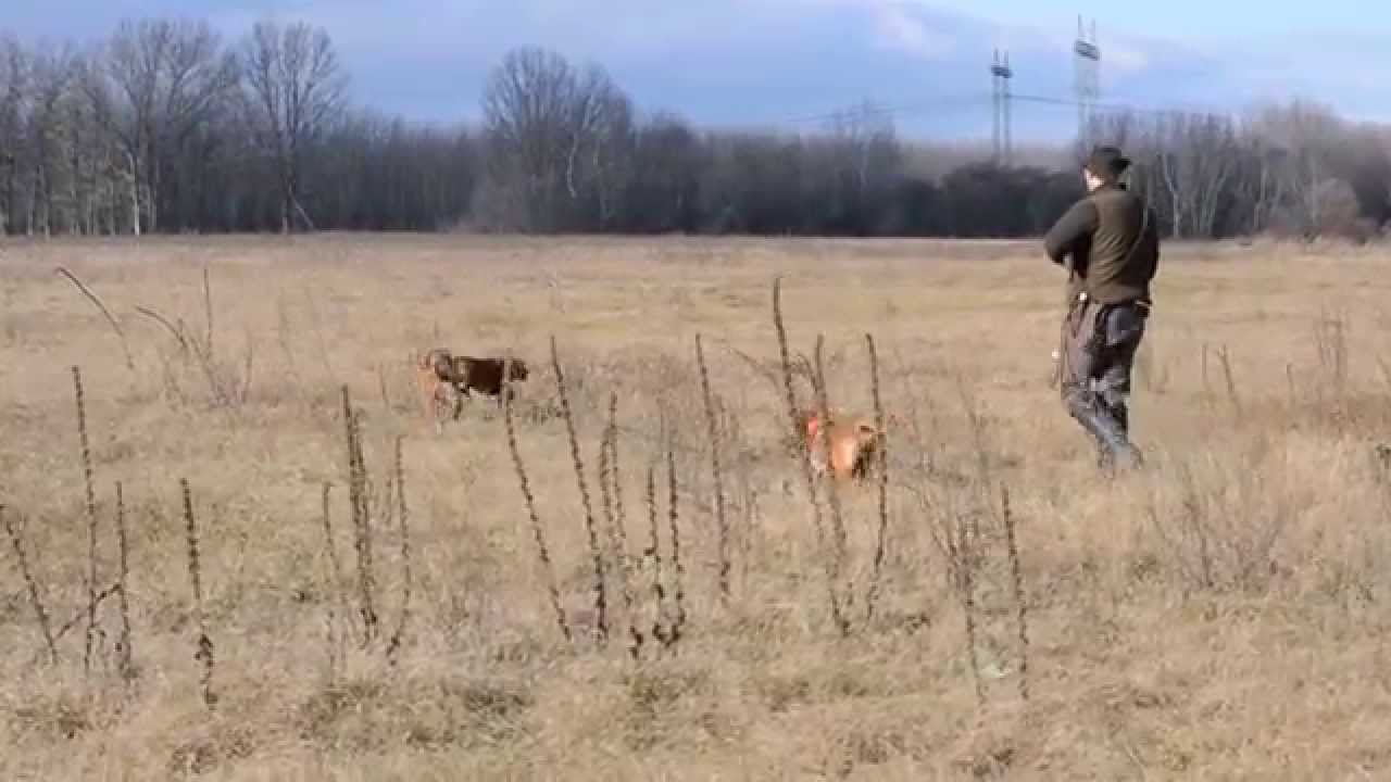 Z&ouml;ldm&aacute;li Lepke and Iris partridge hunting/ fogoly vad&aacute;szat Lepk&eacute;vel &eacute;s Irisszel (Pletyk&aacute;val)