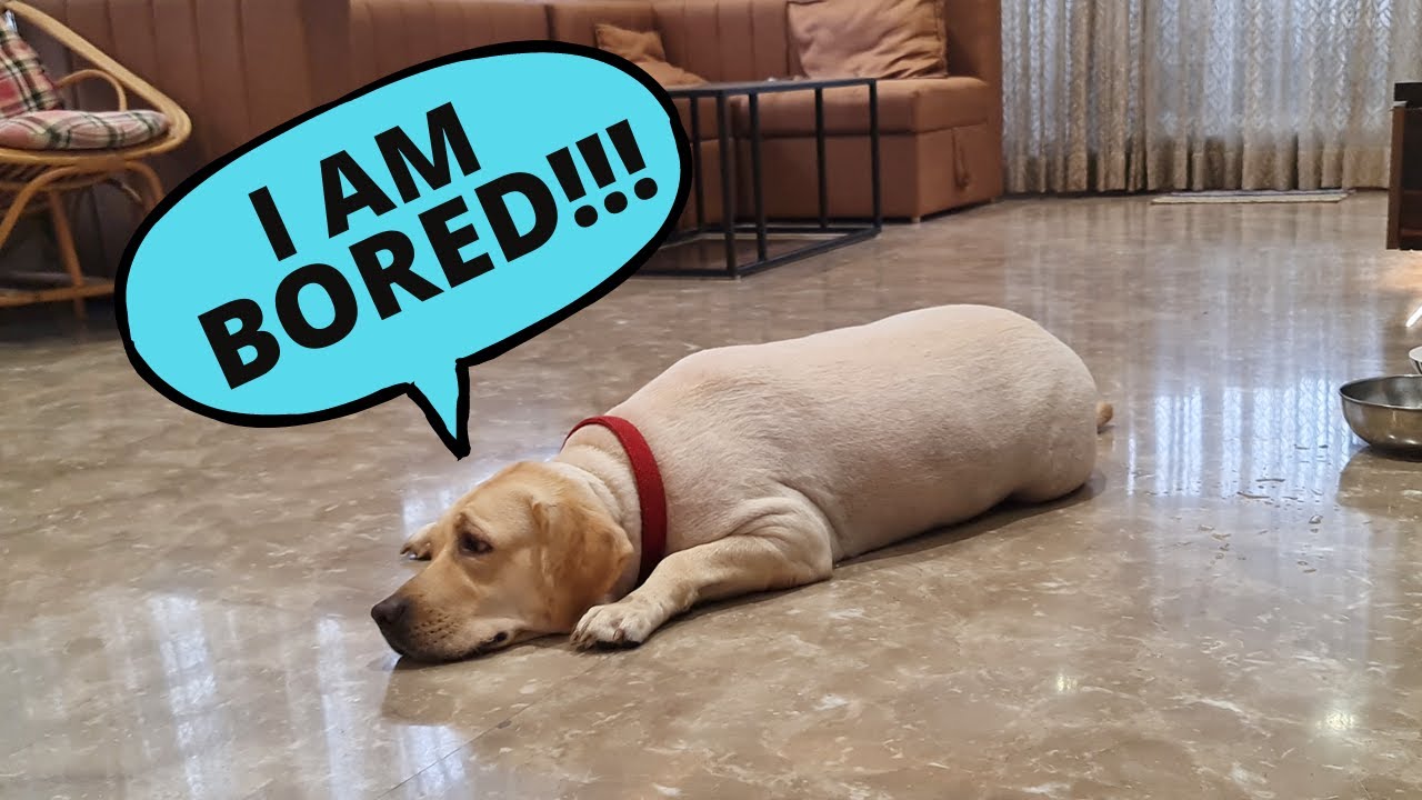 7 Signs Your Labrador Isn&rsquo;t Getting Enough Exercise!