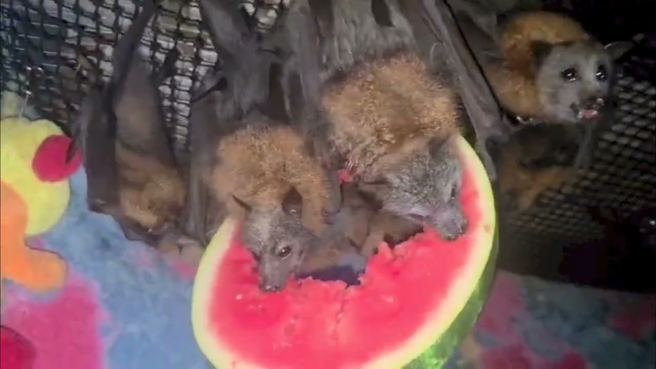 In Nene's creche aviary;  watermelon and blossom