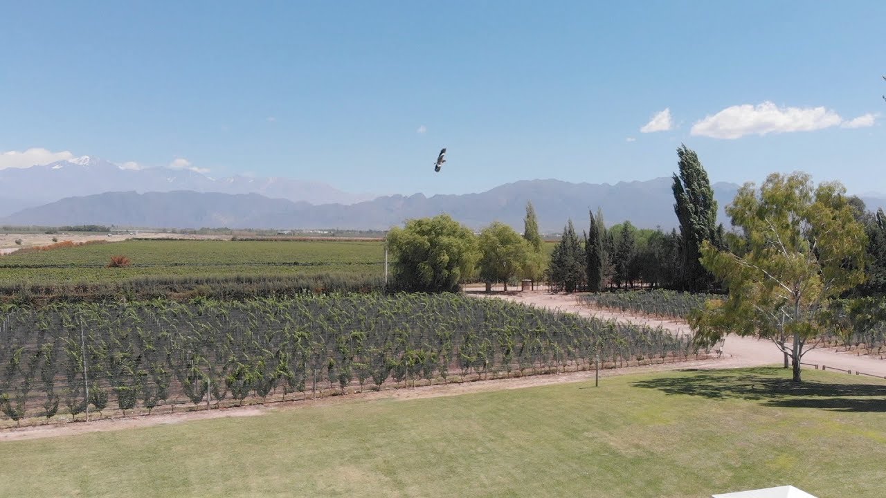 Turismo, churrasco, música e vinho na Bodega Sottano, em Mendoza...