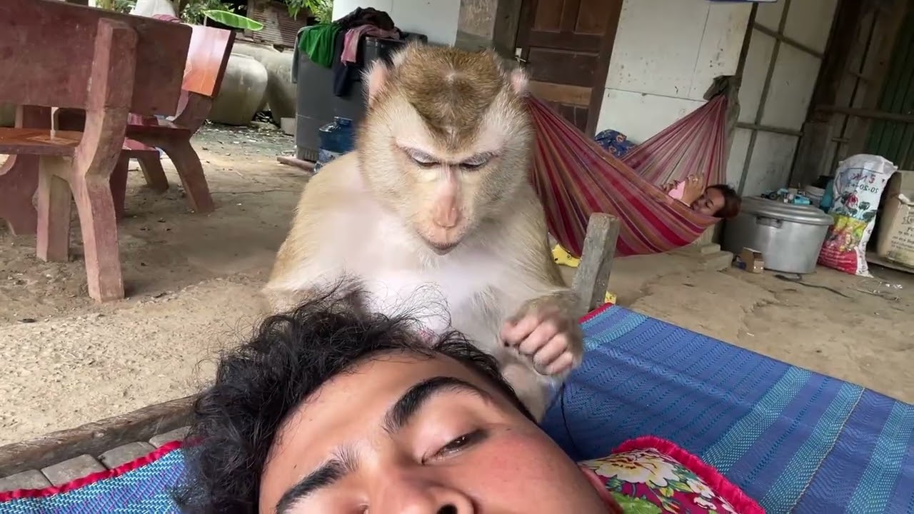 ASMR Zueii Gently Naps Under Legs While Carefully Grooming My Leg
