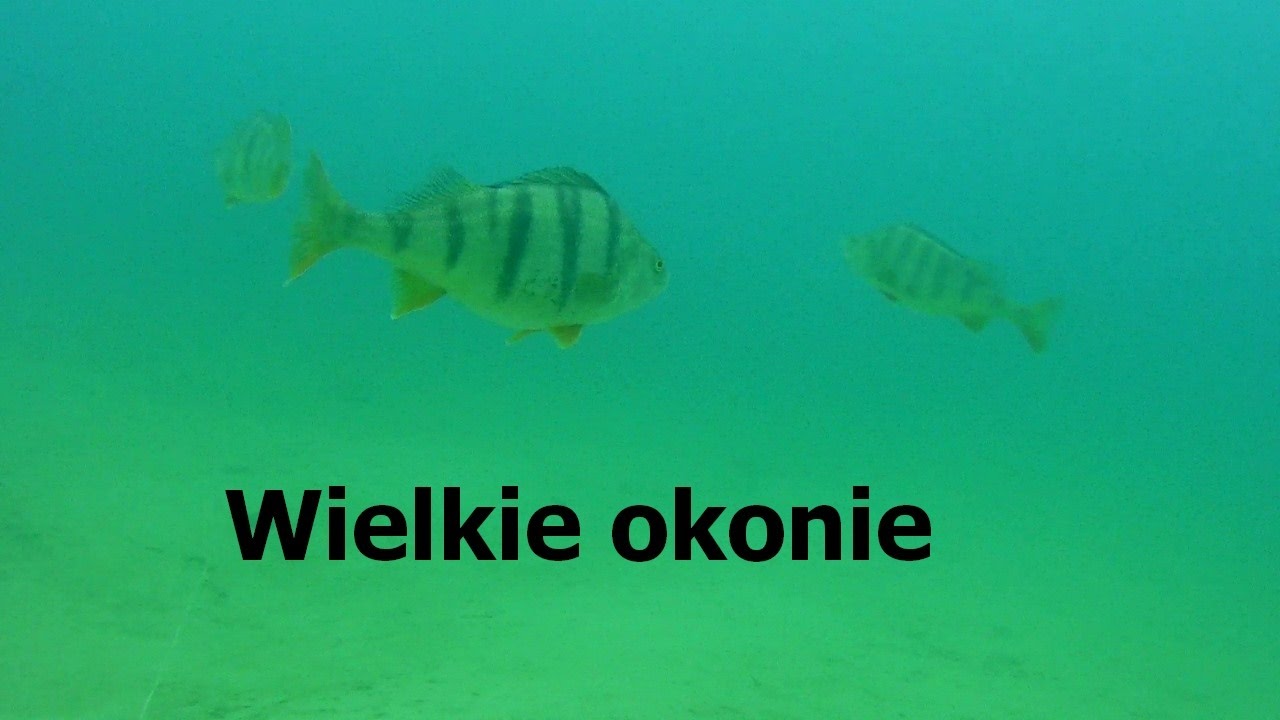 Stado ogromnych okoni