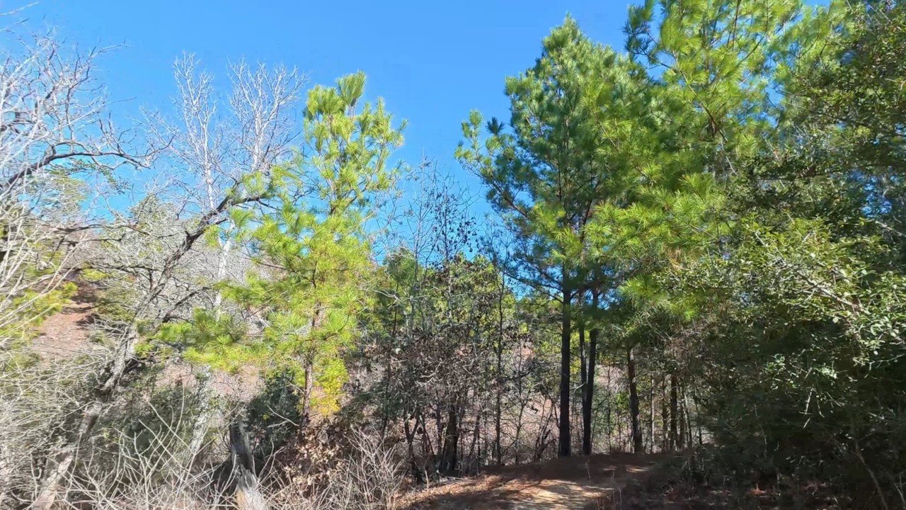 Bastrop State Park