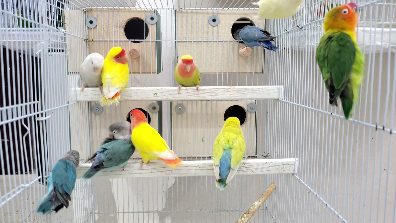 Love birds sounds and activity 35 minutes