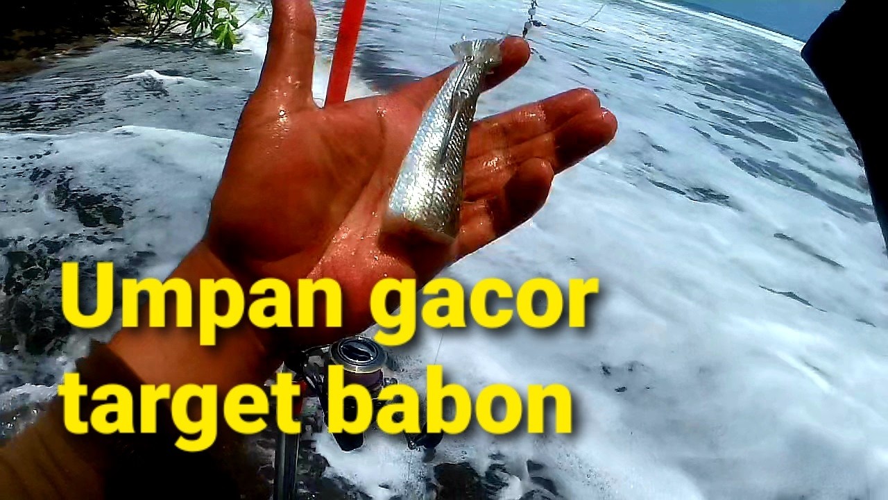 UMPAN GACOR TARGET BABON MANCING PASIRAN PANTAI SELATAN
