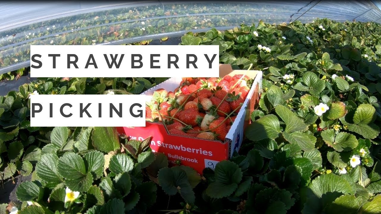 Perth Strawberry Picking (Bullsbrook)