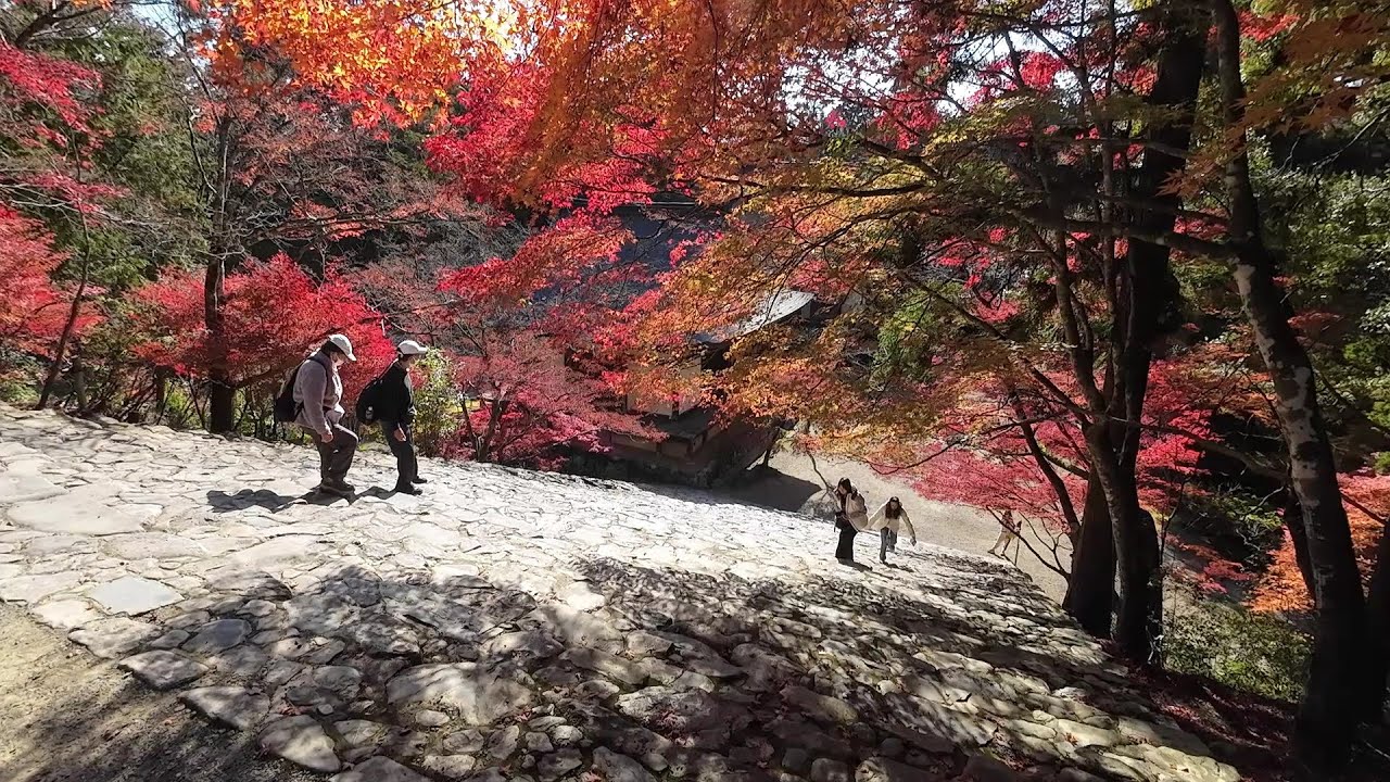 Kyoto Hiking November 22, 2025   神護寺と龍安寺の紅葉