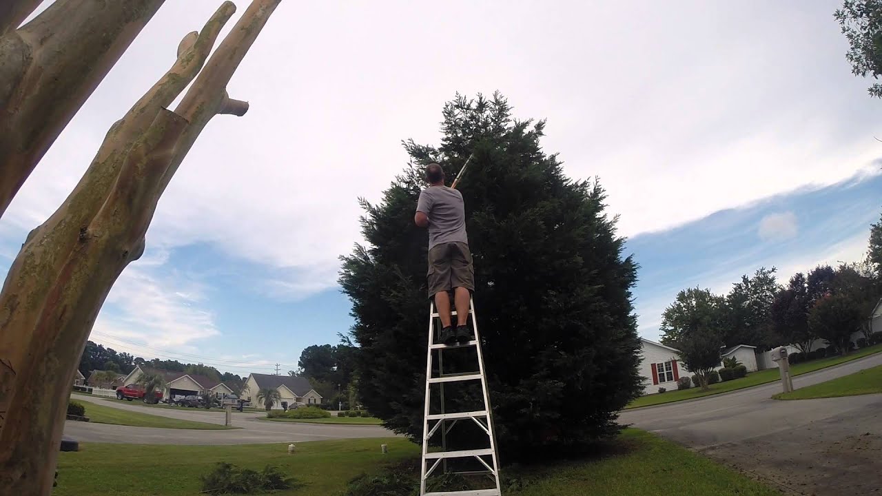 Tree Trimming DIY - Leyland Cypress gone wild, Part 1