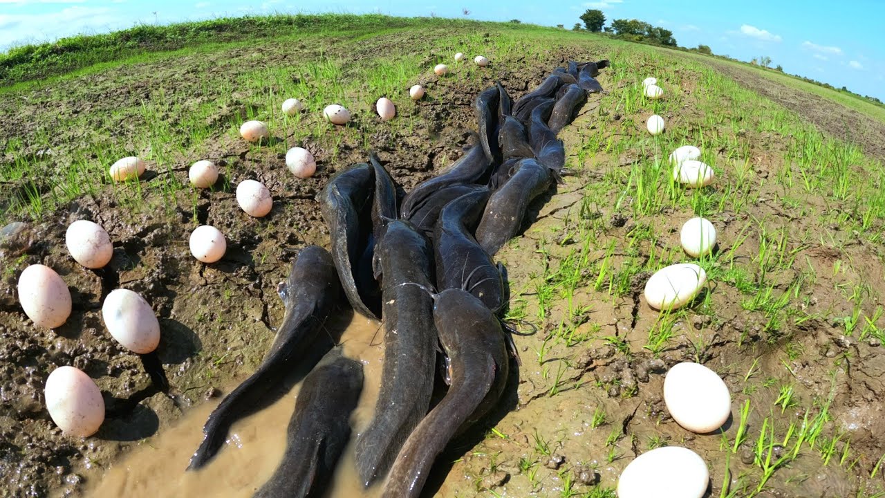 WOW mazing  ! Collect duck eggs and catch lots of fish in the grasslands.