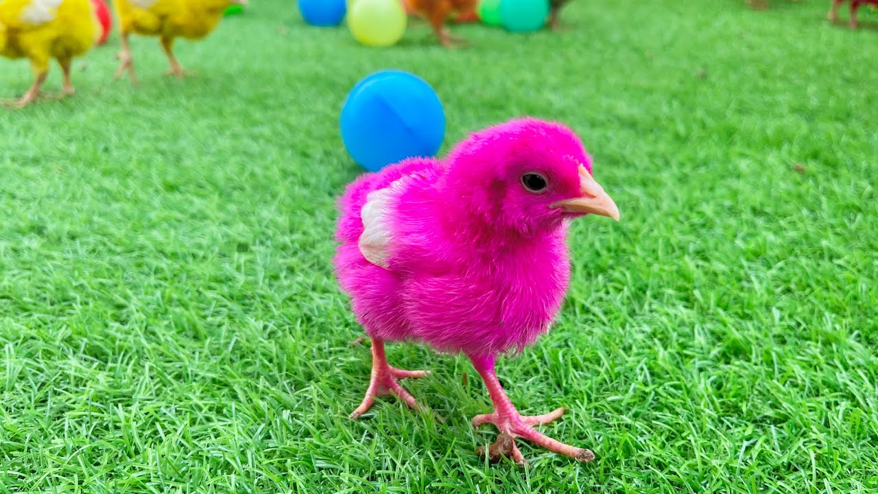 Adorable Baby Chicks 🐣🌈 | Ayam Rainbow