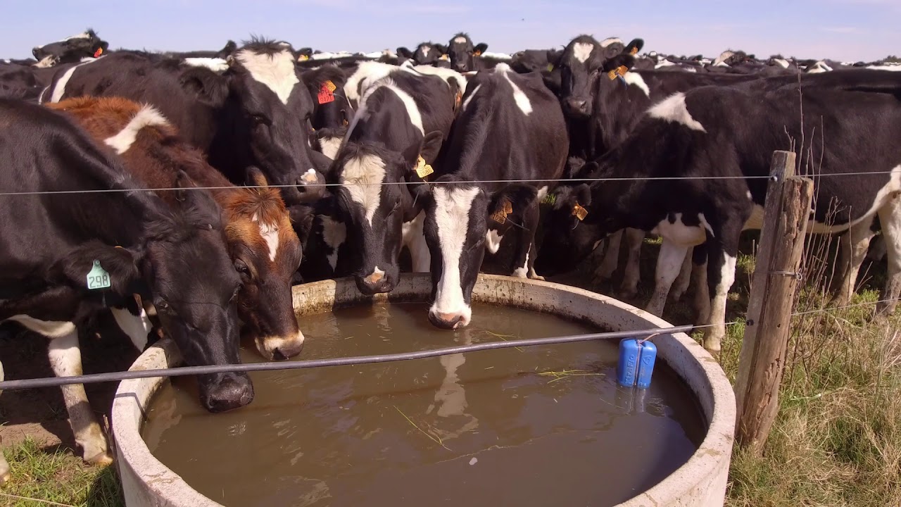 Agua en la parcela para ganado e instalaciones para suplementación.