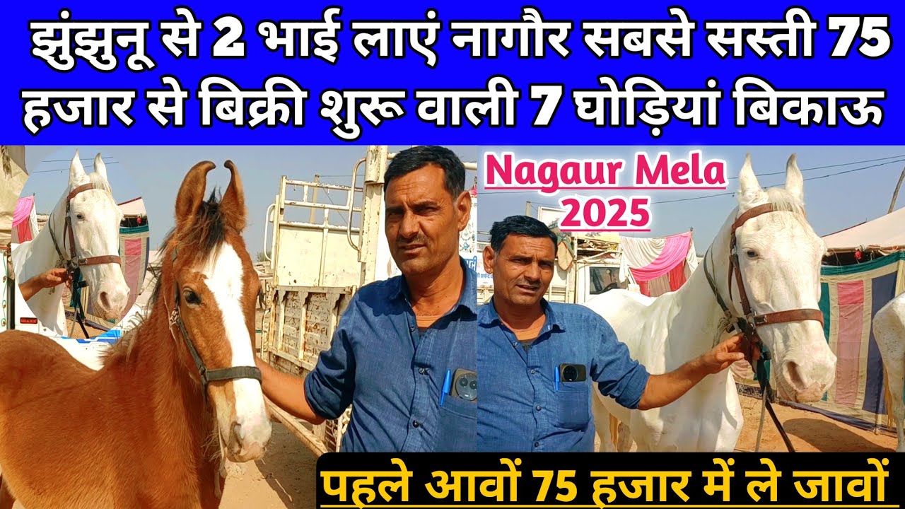 झुंझुनू से 2 भाई लाएं मेले में सबसे सस्ती 75 हजार में बिक्री वाली 7 घोड़ी बिकाऊ। Nagaur Mela 2025।