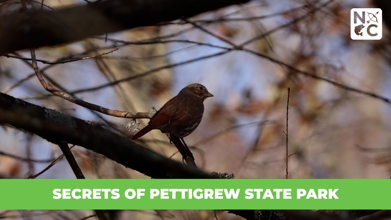 Secrets of Pettigrew State Park