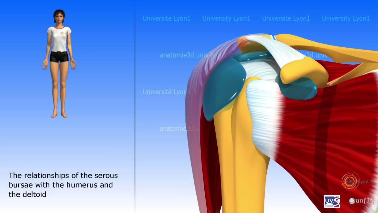 The subdeltoid joint and the serous bursae of the shoulder