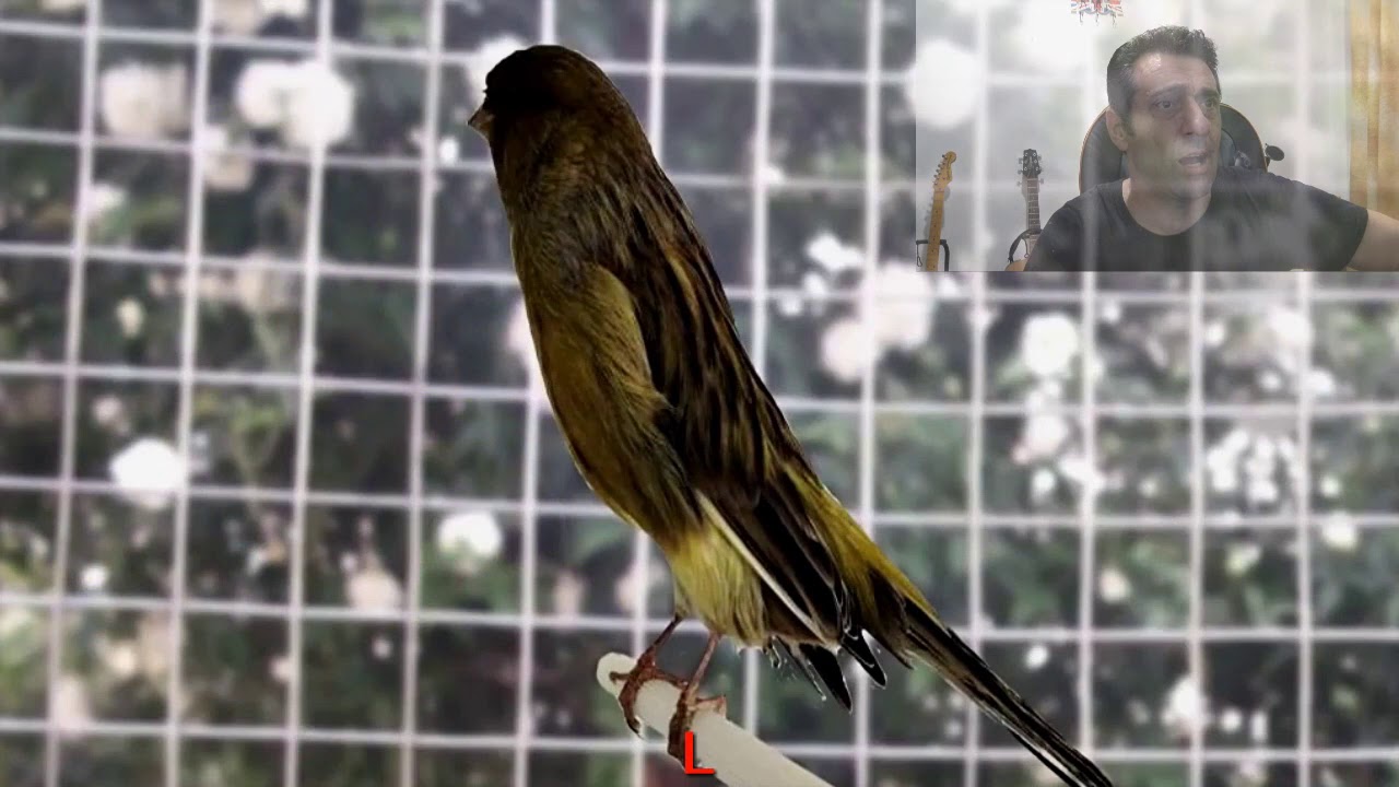 TYPES OF CANARIES OI ΤΥΠΟΙ ΤΩΝ ΚΑΝΑΡΙΝΙΩΝ