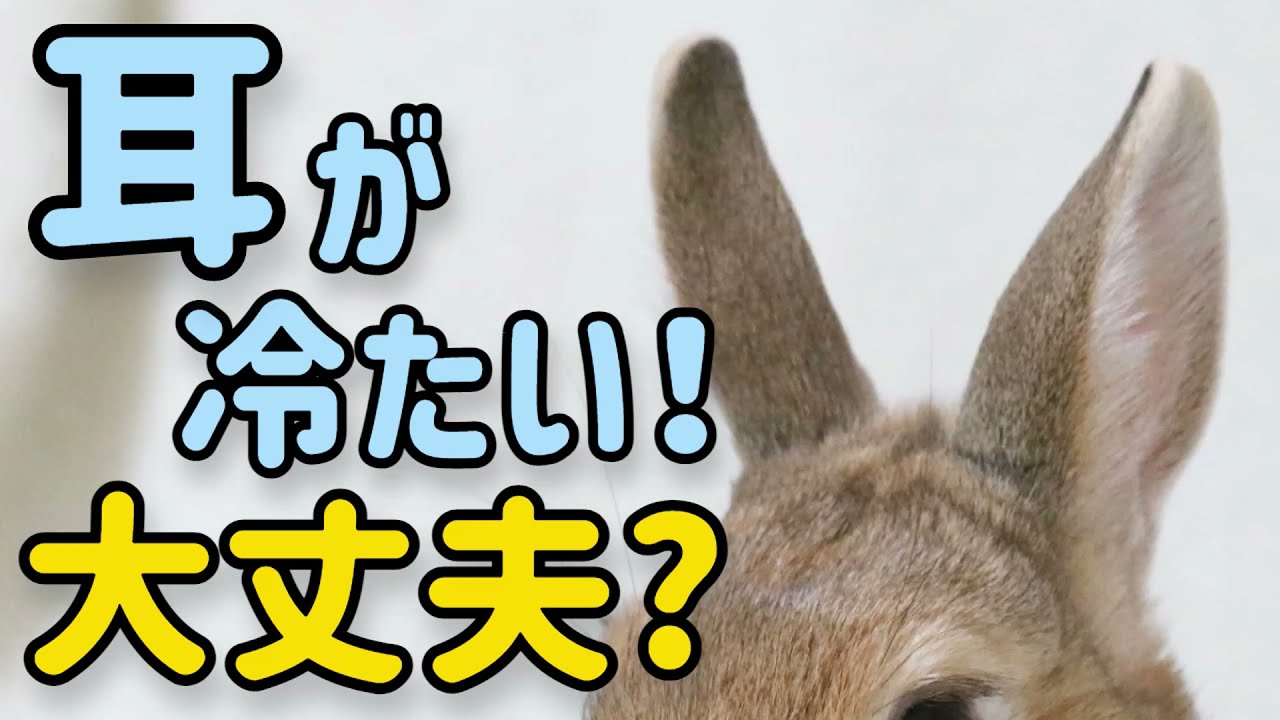 うさぎの耳が冷たい！病気?部屋が寒すぎる??#65　うさぎの飼い方Vol.31