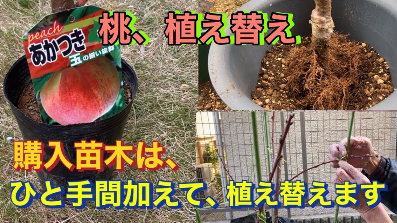 【桃🍑鉢植え栽培】購入苗木は、ひと手間加えて植え替えます