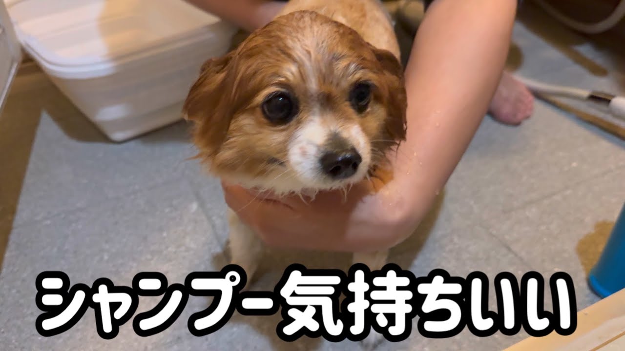【大変‼︎】シャワーなのに犬掻きしちゃった犬【お風呂】