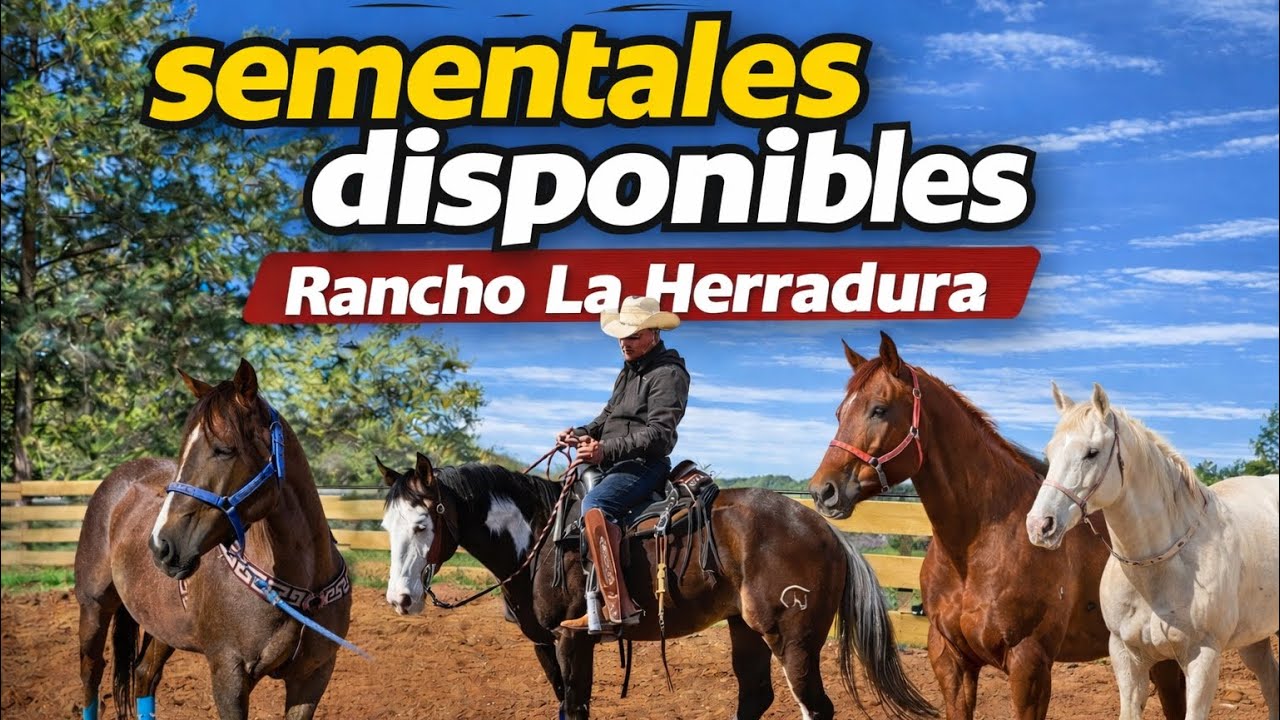 🐴sementales🐴 DISPONIBLES en / Rancho La Herradura /