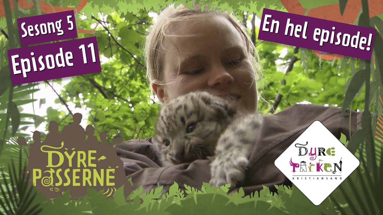 Sjelden sn&oslash;leopardbaby | Dyrepasserne S5E11 | Dyreparken