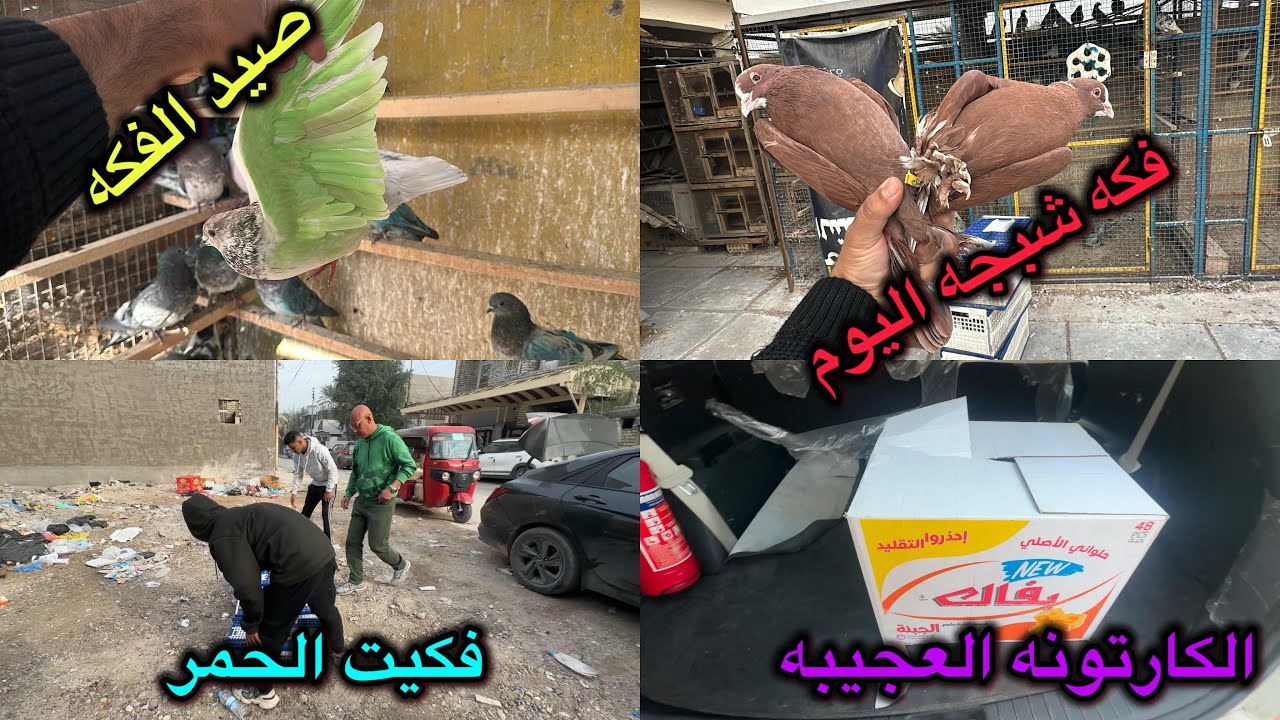 فكه شبجه وصيد من الفكه❤️الكارتونه شنو بيها😂