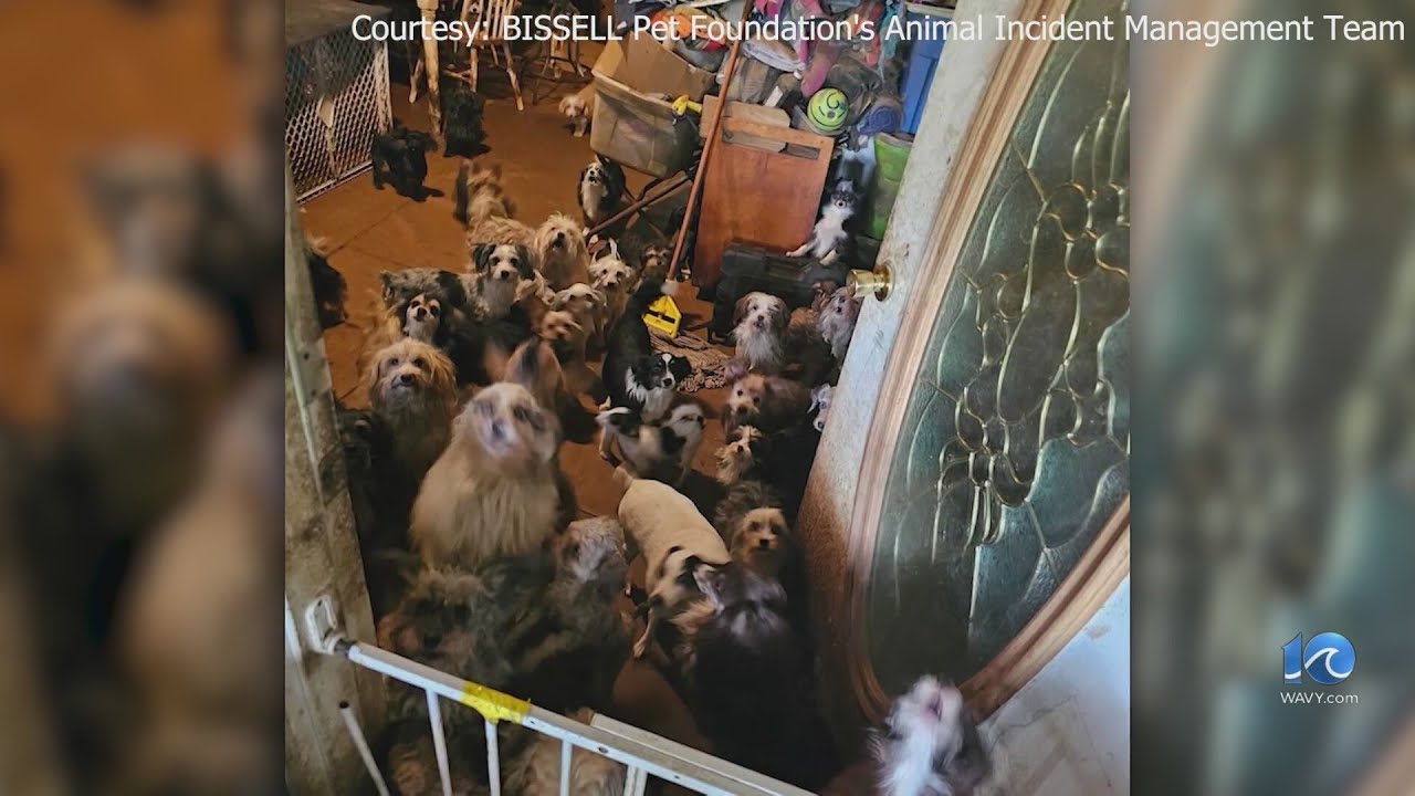 Norfolk SPCA seeking public’s help after nearly 200 dogs rescued from Tenn.
