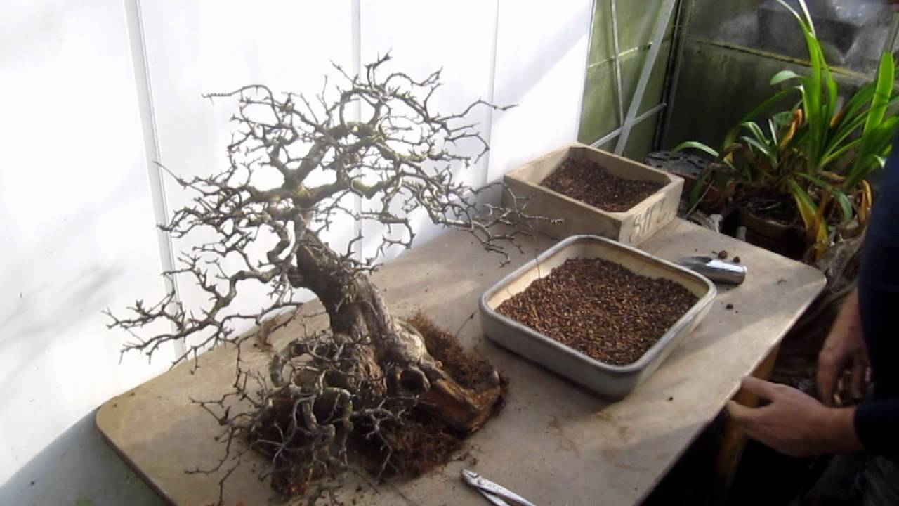 Changing the position of a Hawthorn Bonsai by repotting