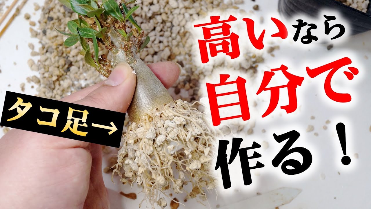 タコ足アデニウムの半年後にテンション爆上がり！【塊根植物の育て方】
