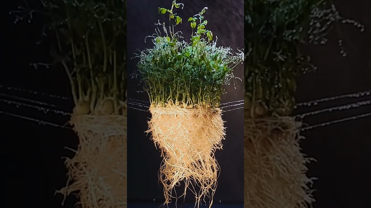 #photographer #микрозелень #microgreens #studiophotography #backstage #stilllife  #broncolor