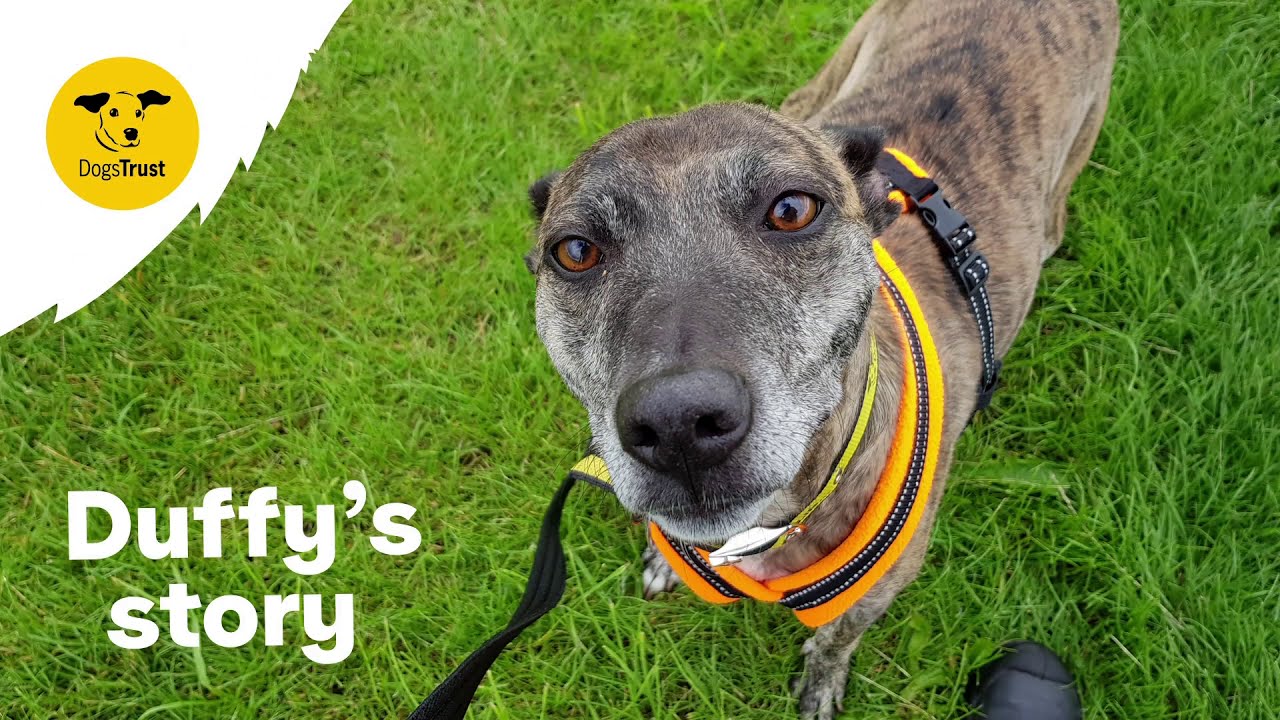 Duffy's story | Dogs Trust Change the Tale
