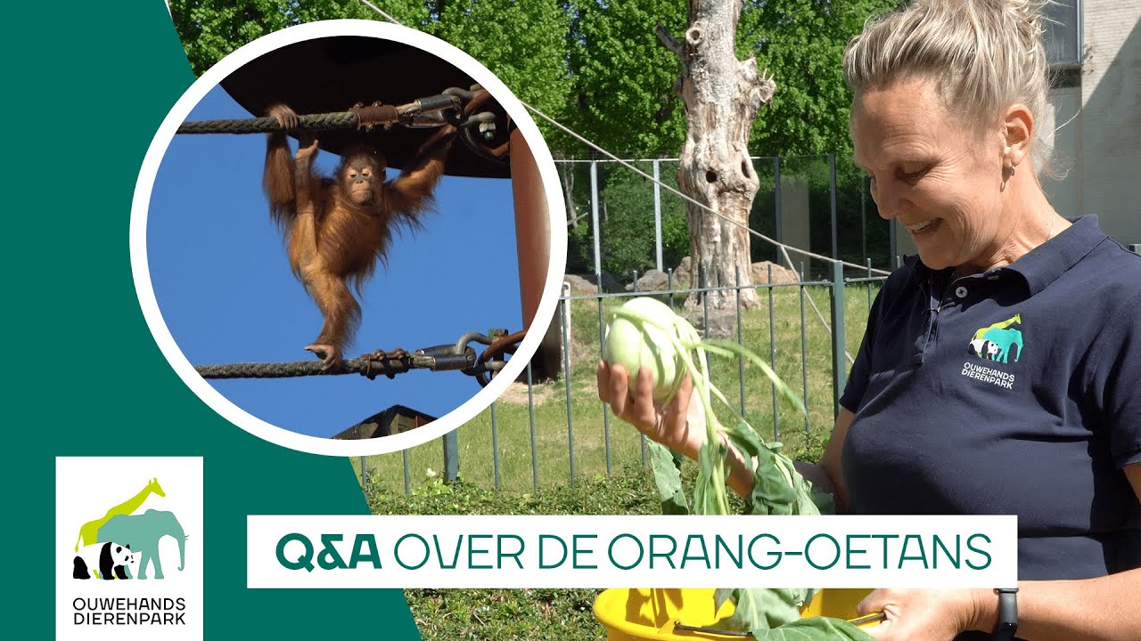 🦧 WAT EET EEN ORANG-OETAN? | Q&A met orang-oetan verzorger Monique