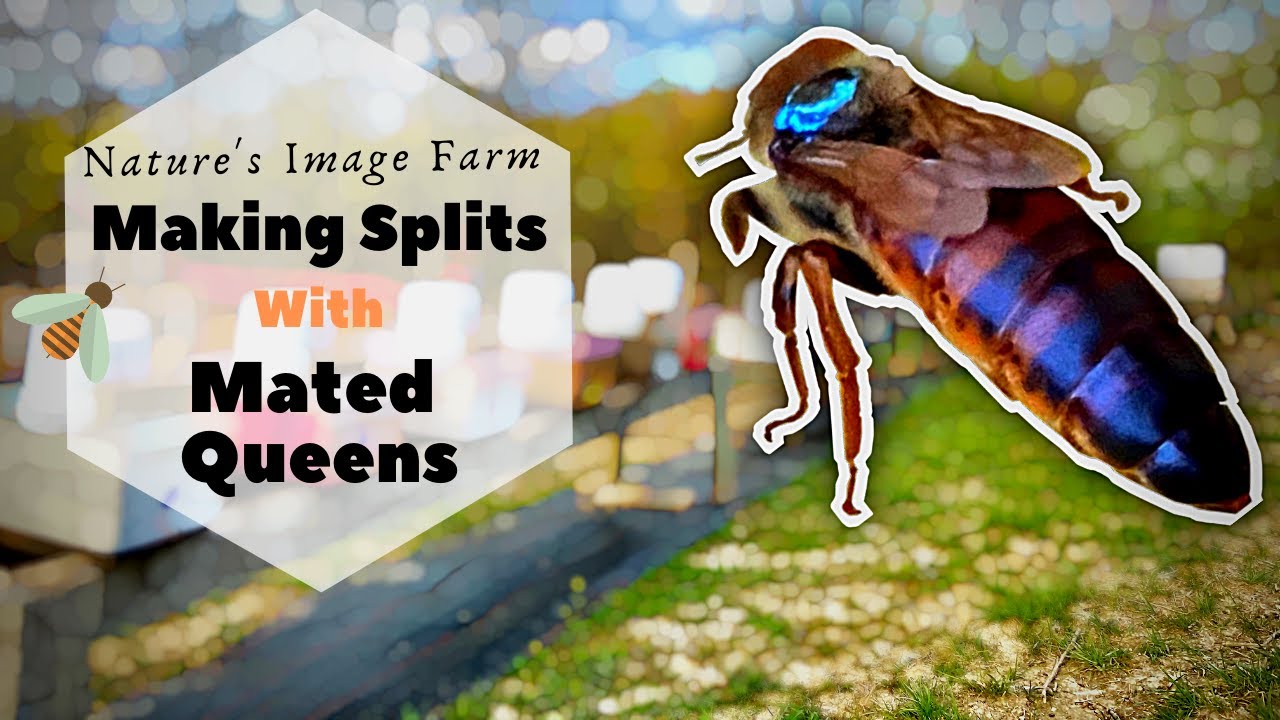 How To Split a Bee Hive