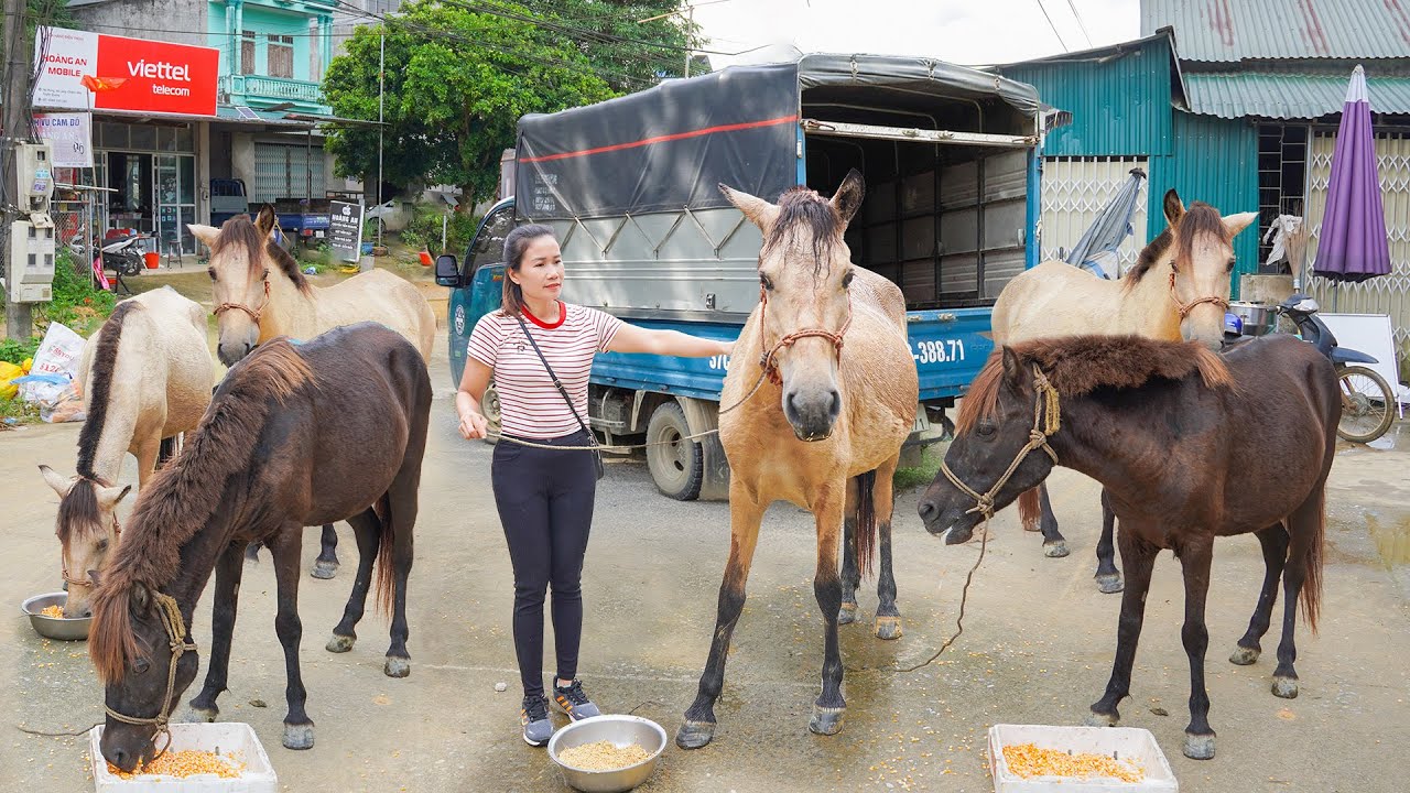 Buy Many Horses from Farmers - Use Truck To Transport Many Horse Go To Commune Central Market Sell