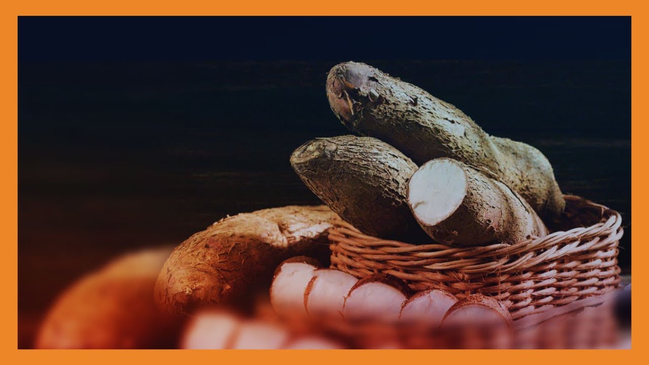 Smart Farm | Cassava Trade Fair highlights its importance in food security