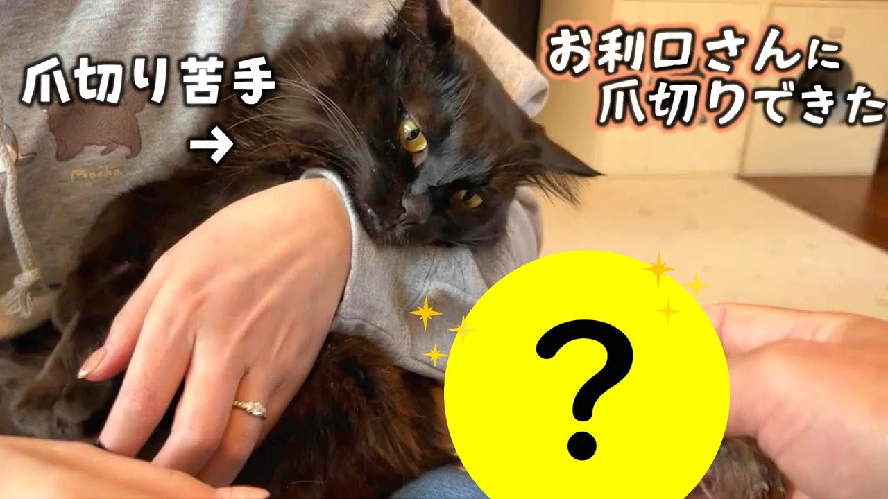 爪切り大嫌い猫がすんなり切らせてくれる魔法みたいなグッズ見つけた!