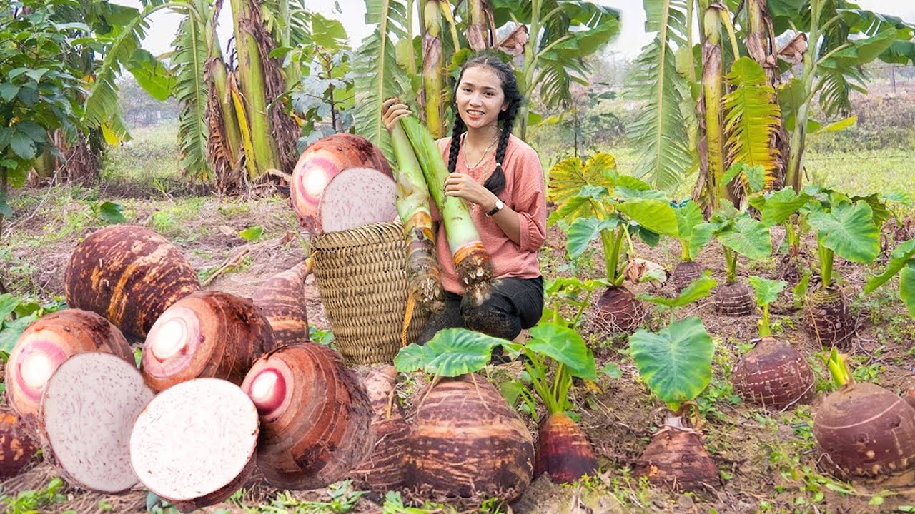 Harvesting TARO, Harvesting CHINESE YAM...Go To Market Sell | Farm Life: Cooking & Gardening