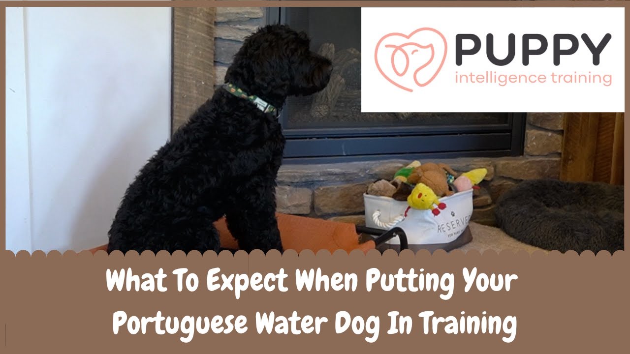 What To Expect When Putting Your Portie In Training