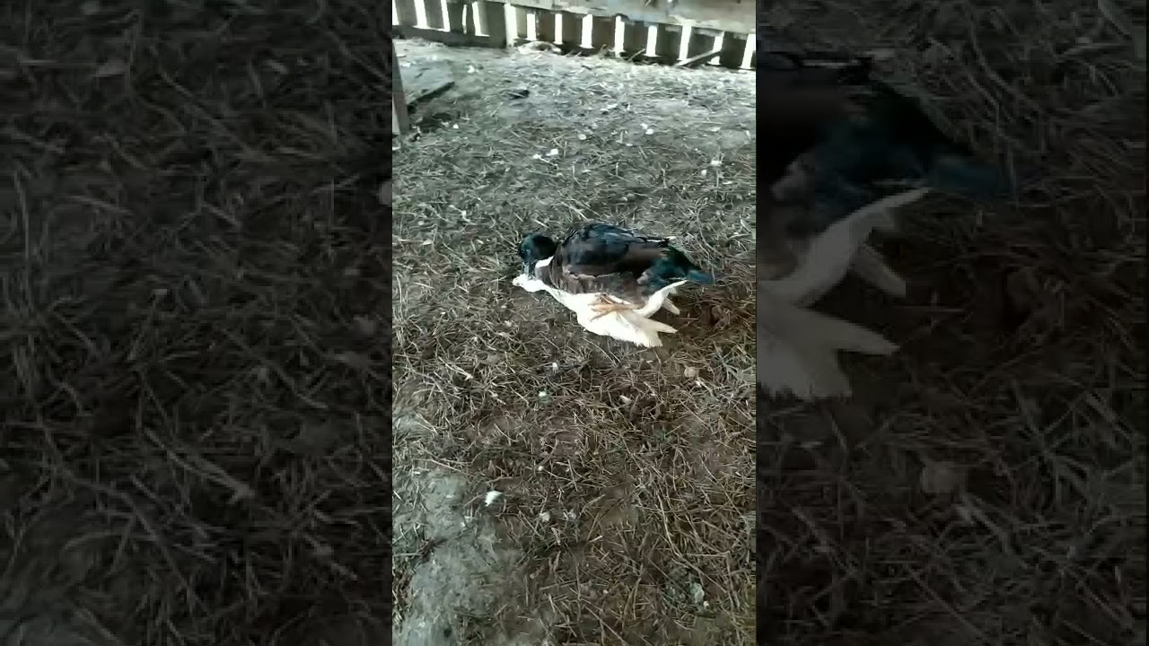 White female Muscovy duck mate two times with different 2 male Hybrid ducks