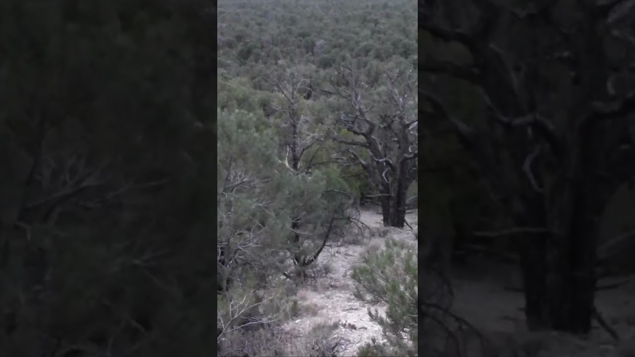 A Screaming 6 point Bull Elk