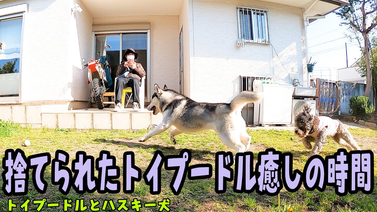 捨てられたトイプードルが一番好きな時間帯が癒しになる