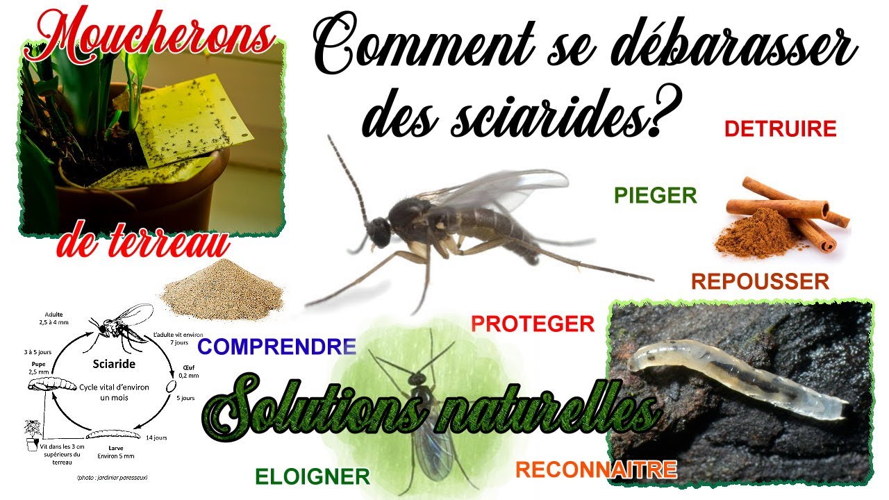 Comment se débarrasser des moucherons qui envahissent vos plantes d' interieur? Alerte sciarides