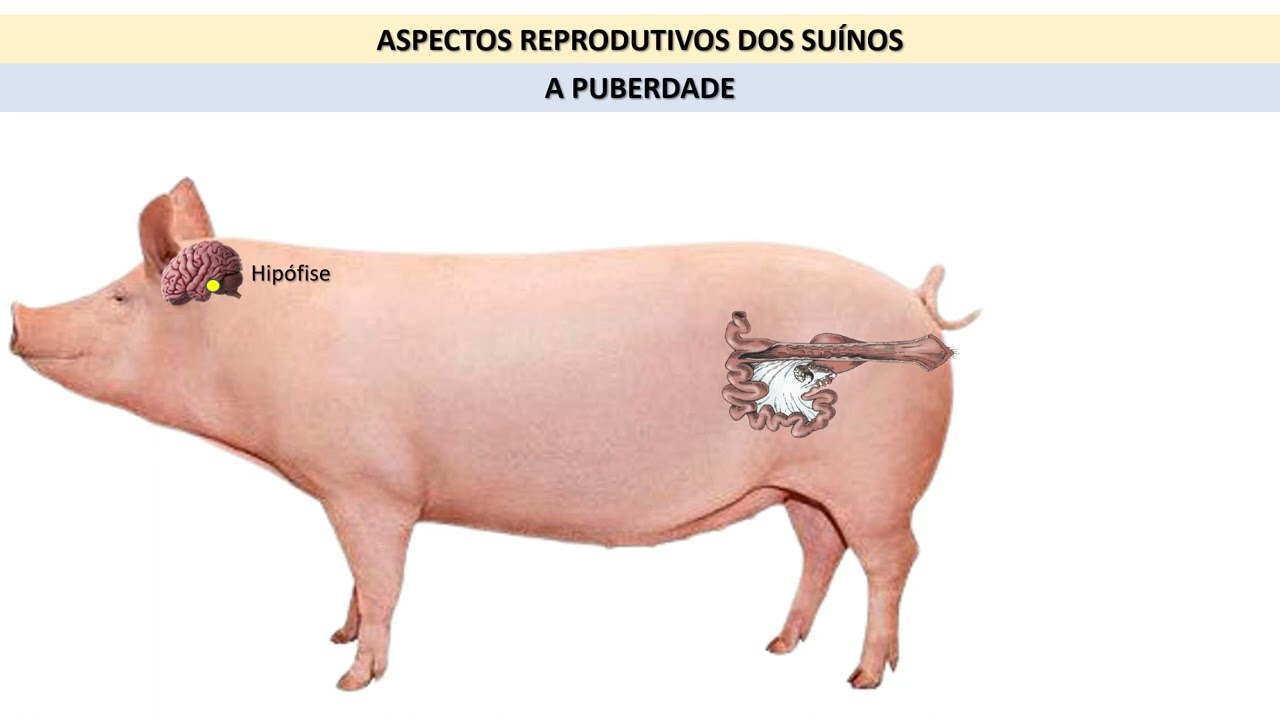 Suinocultura   Parte 5 - Reprodução