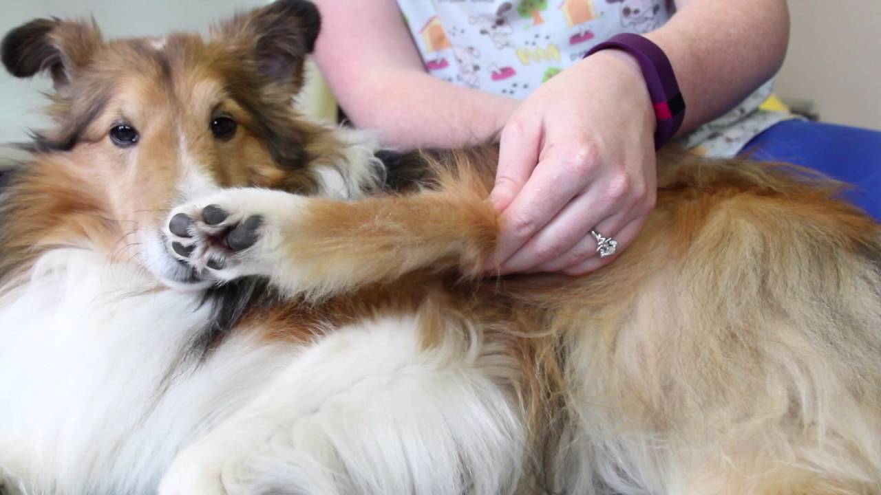 How to Stretch Your Dog